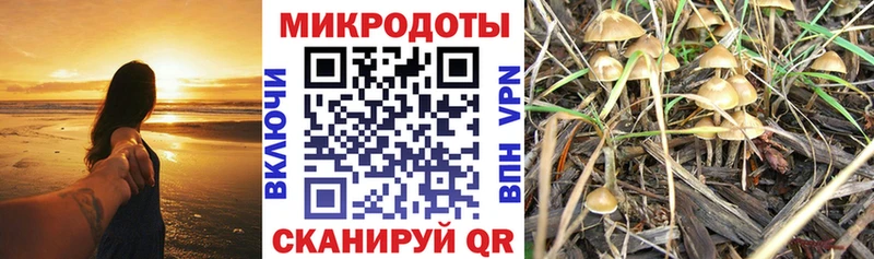 Псилоцибиновые грибы мицелий  Кирсанов 